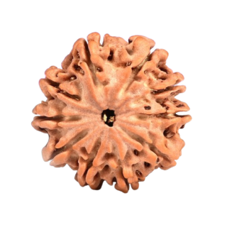 10 Mukhi Nepali Rudraksha