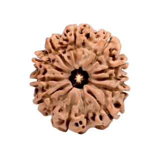 Authentic 11 Mukhi Nepali Rudraksha with Gangajal from Haridwar – Blessings of Lord Hanuman for Strength & Protection