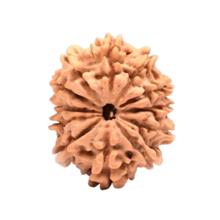 12 Mukhi Nepali Rudraksha