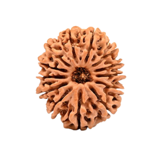 Authentic 13 Mukhi Nepali Rudraksha – symbol of attraction & success