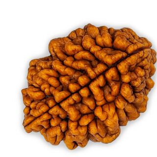 2 Mukhi Rudraksha