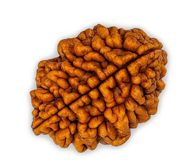 2 Mukhi Rudraksha