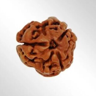 3 Mukhi Nepali Rudraksha with Gangajal from Haridwar