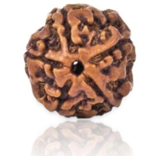 5 Mukhi Nepali Rudraksha