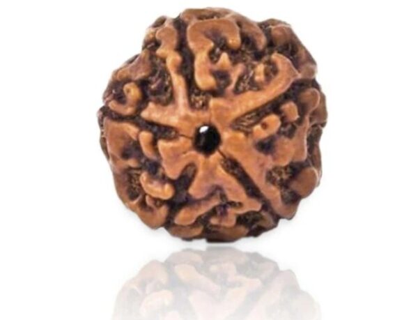 5 Mukhi Nepali Rudraksha