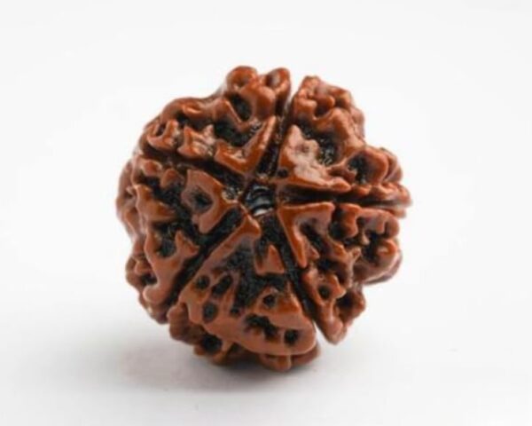 5 Mukhi Nepali Rudraksha - Image 3