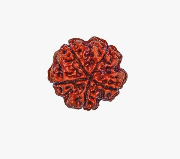 5 Mukhi Nepali Rudraksha - Image 4