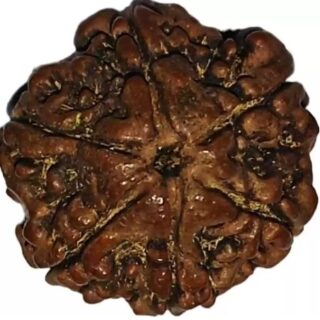 6 mukhi nepali rudraksha