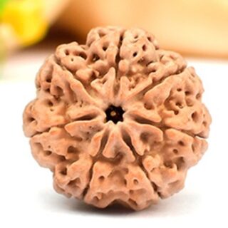 7 mukhi nepal Rudraksha