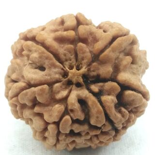 Authentic 7 Mukhi Nepali Rudraksha – symbol of wealth & prosperity