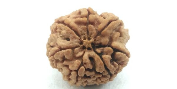 Authentic 7 Mukhi Nepali Rudraksha – symbol of wealth & prosperity