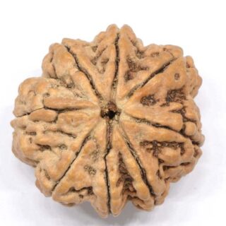 8 Mukhi Nepali Rudraksha