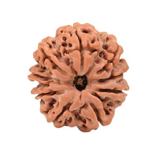 9 Mukhi Nepali Rudraksha
